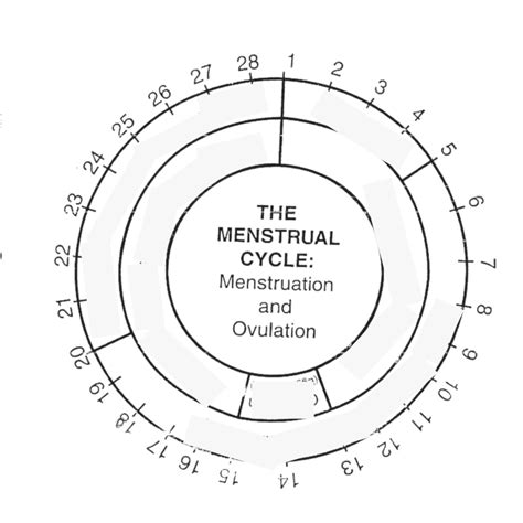 Unit 3: Pregnancy & Prenatal Development & Childbirth Diagram | Quizlet