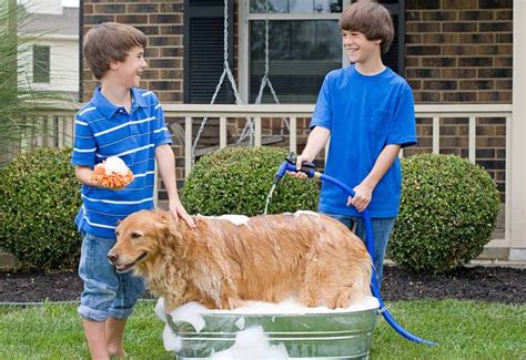 31 Easy Homemade Dog Bath Tubs & Washing Station Ideas