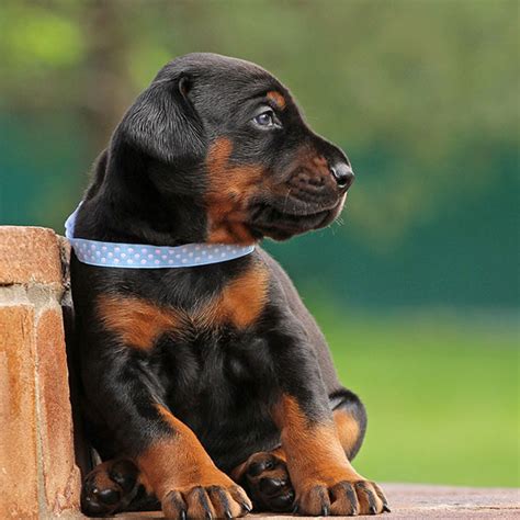 doberman puppies seattle - Puppy And Pets