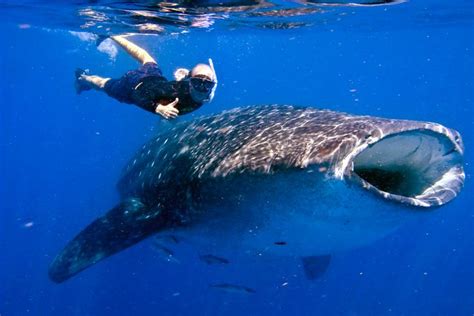 Whale Shark Encounter Private Tour Swim With Whale Shark Cancun Triphobo