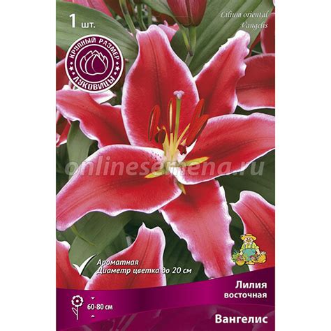 Лилия Восточная Вангелис (1 шт.) из каталога Лилии – купить с доставкой ...