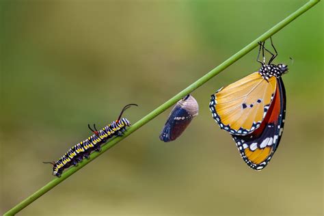 Wie Funktionieren Metamorphosen Tierwelt Ch TierWelt