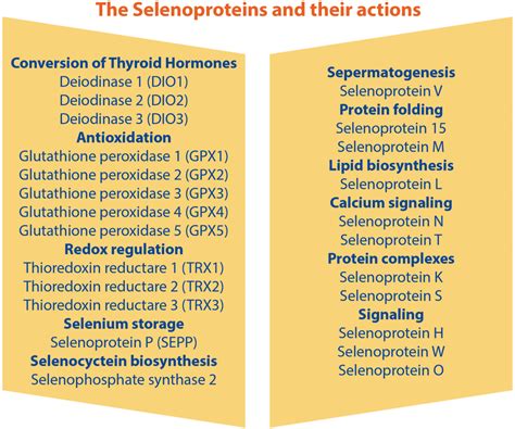 Selenoproteins And Their Actions Download Scientific Diagram