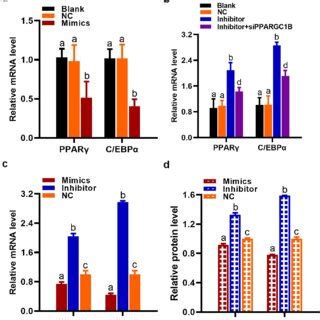 miR136 modulated PPARγ and C EBPα expression via regulating PPARGC1B