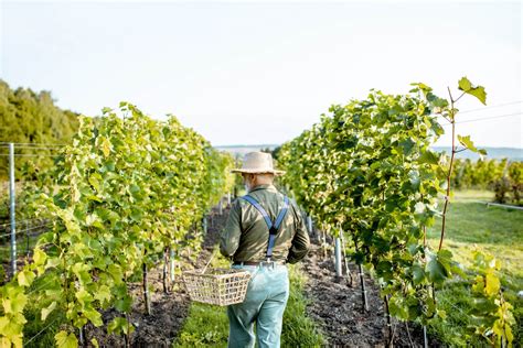 Wine Making - Balos Travel