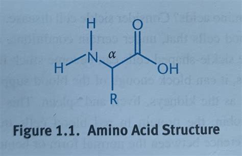 Biochem Amino Acids And Enzymes Flashcards Quizlet