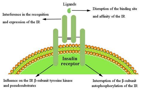 Ijms Free Full Text The Insulin Receptor An Important Target For