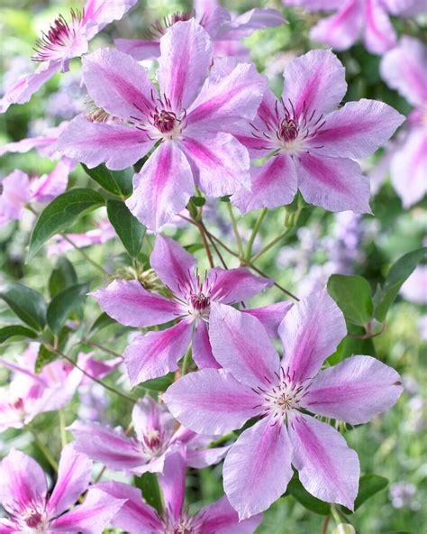 Clematis 'Girenas' | clematis 'Girenas' Climber Wall Shrub/RHS