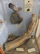 Category:Mammuthus primigenius fossils - Wikimedia Commons