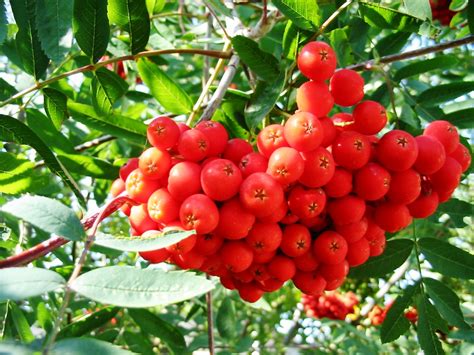 Mountain Ash Tree: Most Widely Grown Plant