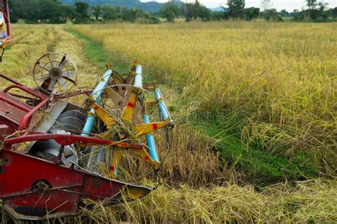 Rice Combine Harvester in Paddy,Rice Harvest of Thai Farmers Stock ...