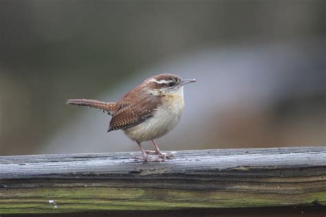 Best Carolina Wren Images On Pholder Birdpics Birding And