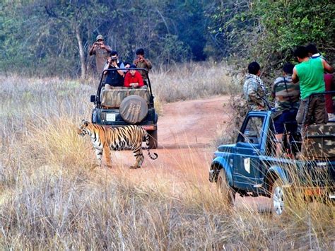 Tadoba National Park Wildlife Safari And Travel Guide To Tadoba