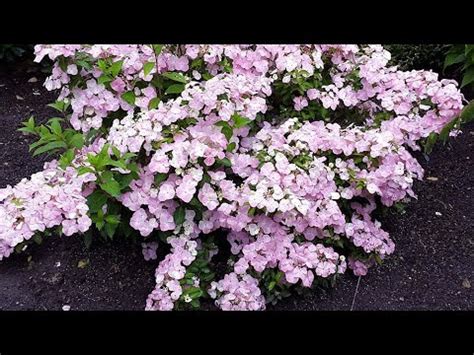 ФРЕНЧ БОЛЕРО В МОЕЙ КОЛЛЕКЦИИ! - YouTube