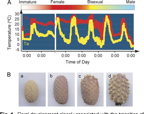 Figure 1 From Developmental Changes And Organelle Biogenesis In The