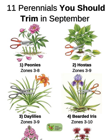 Best 13 My favorite perennial plants to grow in zone 5b – Artofit