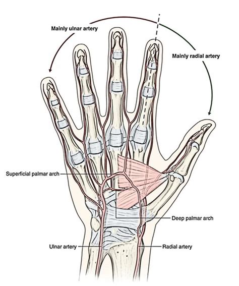 Easy Notes On Superficial Palmar Arterial ArchLearn In Just 3 Mins