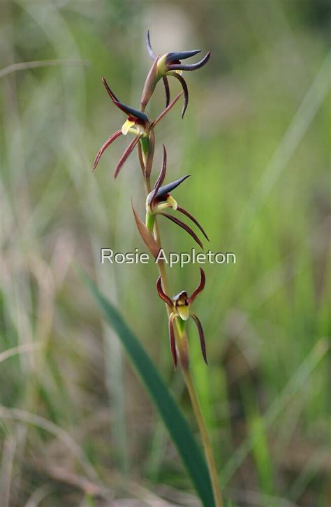 Brown Beak Orchid Lyperanthus Suaveolens By Rosie Appleton Redbubble