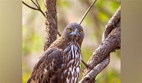 Australian professor floored by avian wealth of Kawal Tiger Reserve-Telangana Today