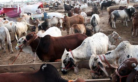 karachi  mandi  bull  day trip