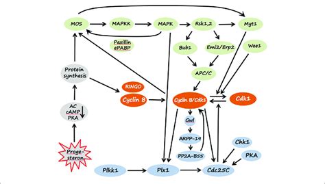 Signaling Pathways Of Xenopus Oocyte Maturation Molecular Components