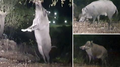 Un Cazador Abate Dos Jabal Es Con Unos Impresionantes Colmillos En Una