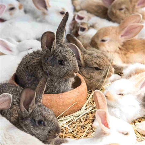 Understanding Unhealthy Cecotropes In Rabbit Poop Causes Symptoms