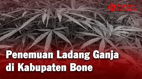 Penemuan Ladang Ganja Di Kabupaten Bone