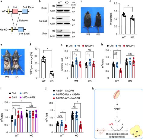 Nadp Modulates Rna M⁶a Methylation In Vivo Through Fto A Schematic