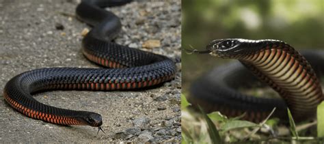 30 COMMON Snakes Found in Australia! (2023) - Bird Watching HQ