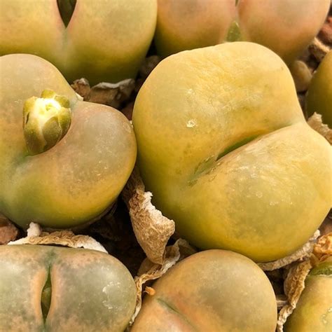 Conophytum maughanii (ARM1186) #1430.45 - Mesa Garden