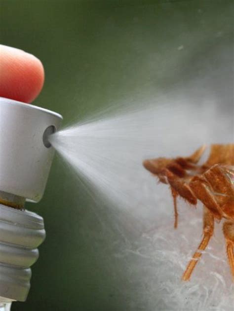 Most Effective Bed Bugs Killer Spray Bed Bug Detected