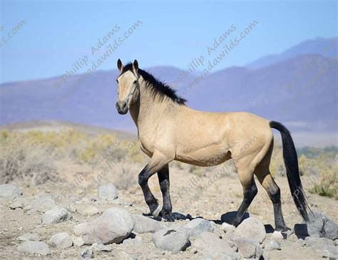 Riley 2 Buckskin Mustang Stallion