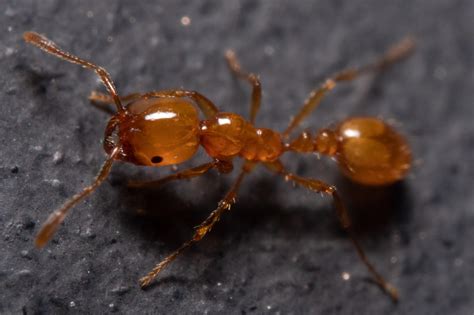 Maybe it's just me. But I took this photo of this teeny little ant and ...