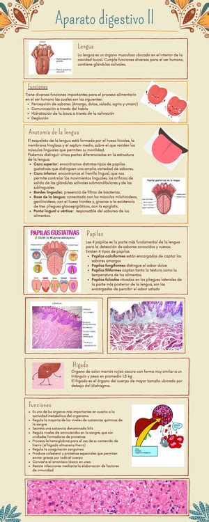 Tejido Seo Infografia Encb Tejido Cartilaginoso Generalidades