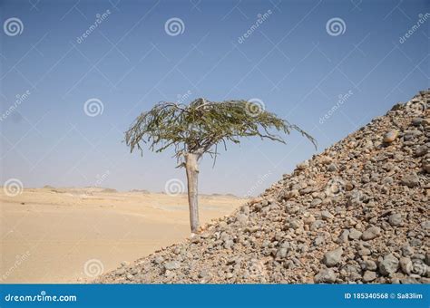 Desert Acacia tree stock photo. Image of african, tree - 185340568