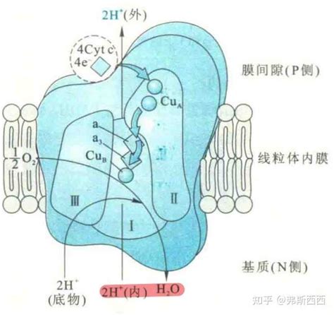 生化生物氧化 知乎