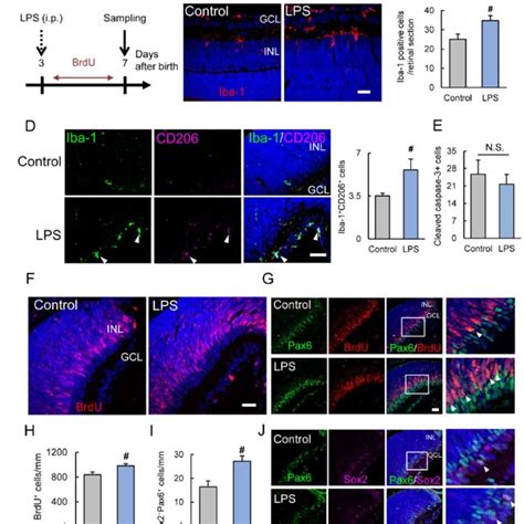 PLX3397 Treatment Decreased The Number Of Microglia And BrdU Positive