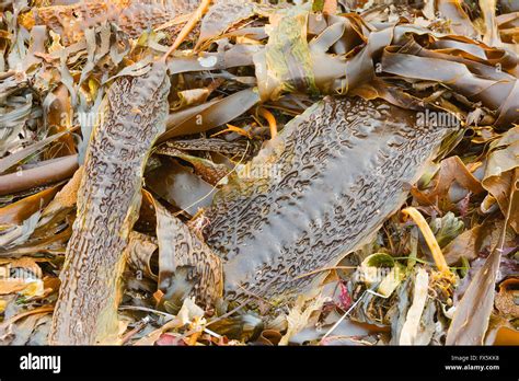 Close Up Seaweed On Shore Hi Res Stock Photography And Images Alamy