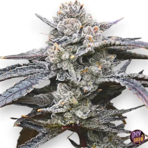 Buy Feminized Seeds Lemon Cherry Gelato Barney S Farm Pevgrow