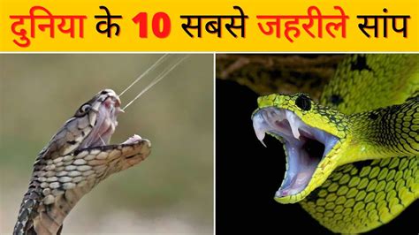 दुनिया के 10 सबसे जहरीले सांप 🐍 Top 10 Most Poisonous Snakes In The