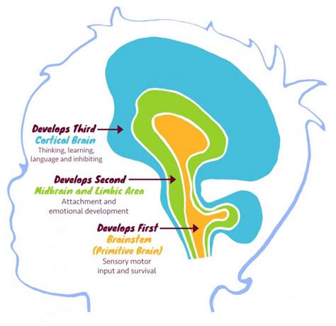 31 How The Brain Develops Trauma Informed Behaviour Support A