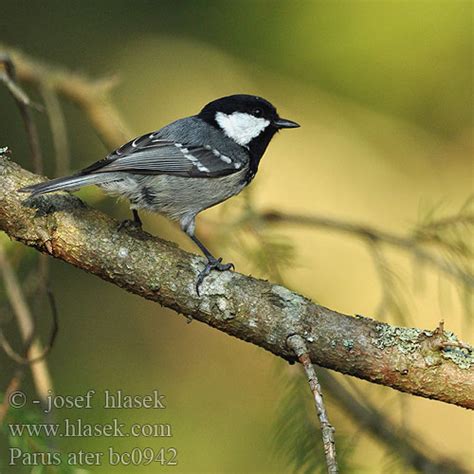 Parus ater Coal Tit Sortmejse Kuusitiainen Mésange noire Zwarte mees