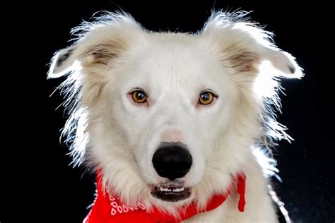 White Border Collie: Info, Pictures, Characteristics & History | Hepper