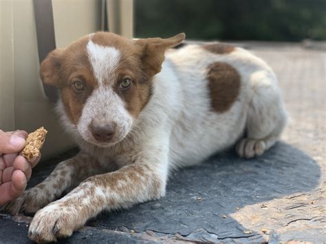 Heeler Pups Nex Tech Classifieds