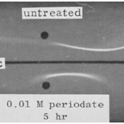 Immunoelectrophoresis showing 3'G-opsonin Fos before and after ...