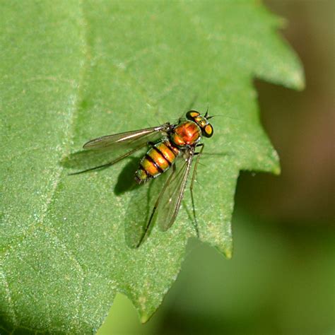 Long Legged Fly Condylostylus Sp Condylostylus BugGuide Net