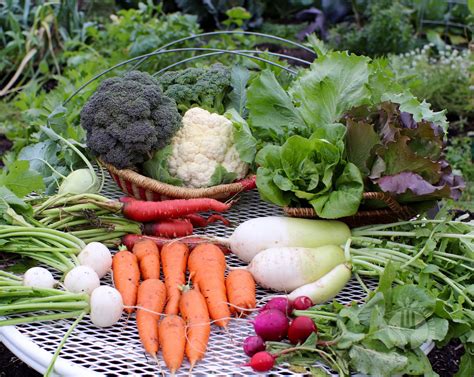 The Fall Garden Plan: Part 1 - Seed to Fork
