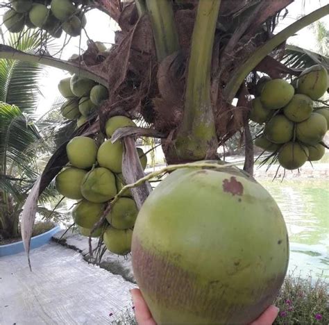 Kelapa Pandan Wangi