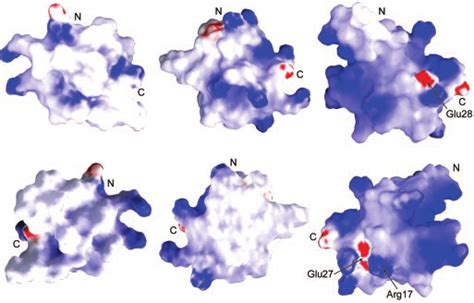 Electrostatic Surface Plots Of The Most Representative NMR Structures